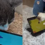 cat games