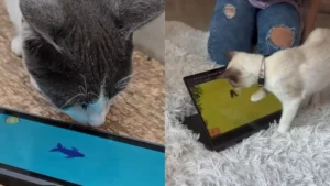 cat games