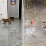 Collar with toy encourages cats to exercise and goes viral