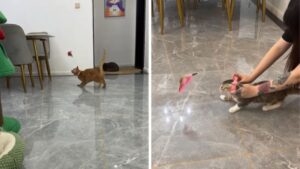 Collar with toy encourages cats to exercise and goes viral