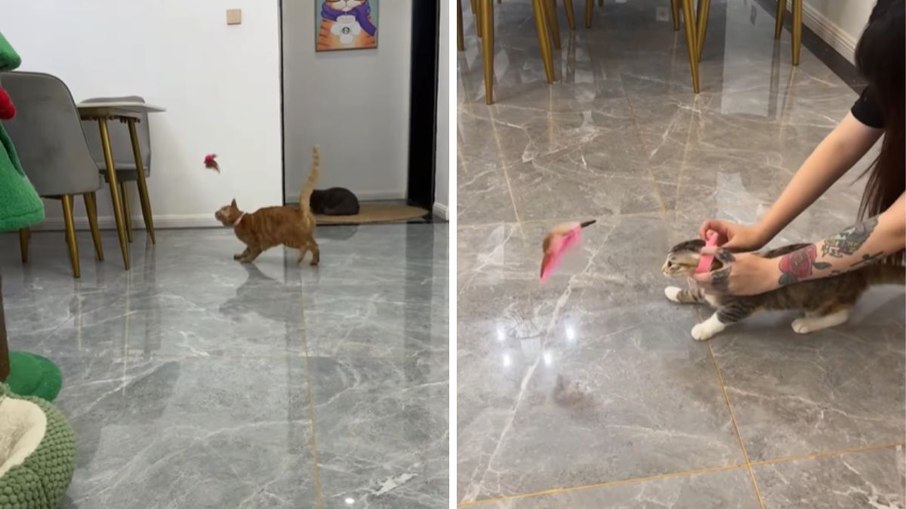 Collar with toy encourages cats to exercise and goes viral